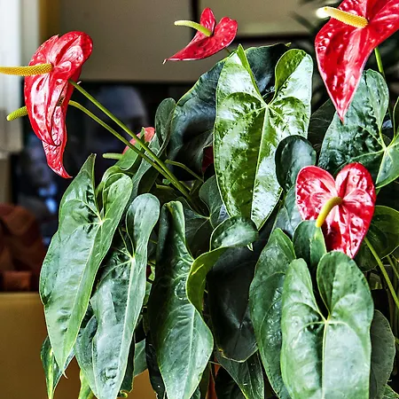 Garibaldi فندق 3*